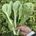 白菜苔精品白菜苔品质保障一手货源产地直发