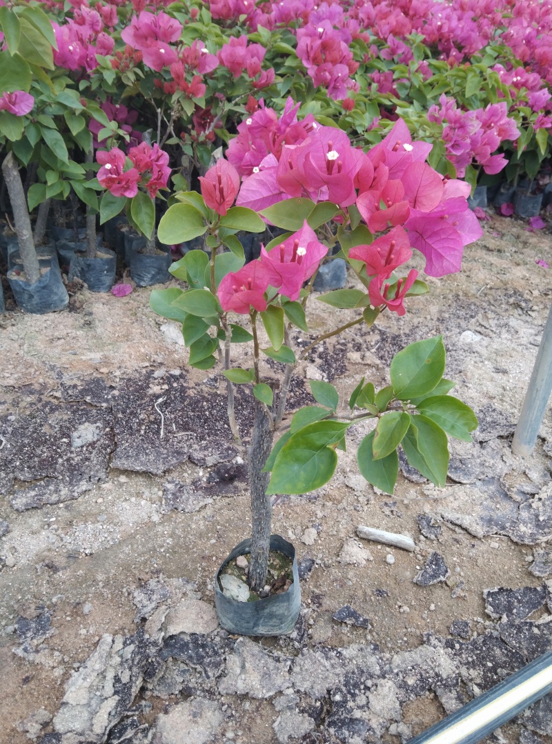 三角梅袋苗
