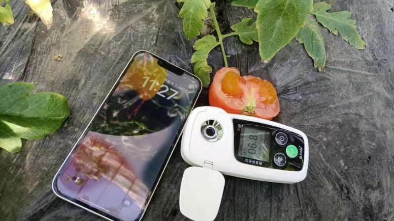 普罗旺斯西红柿口感一件代发番茄好吃爆汁沙瓤团购露天批发