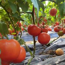【普罗旺斯西红柿】一件代发支持视频看货，可发往全国市场！