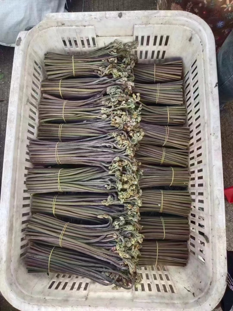 精品野生蕨菜