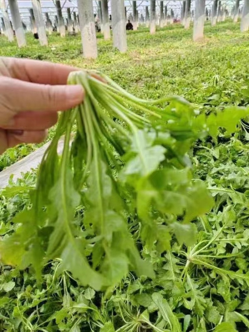 新鲜荠荠菜，田间地头现挖现发，价格美丽，，，，