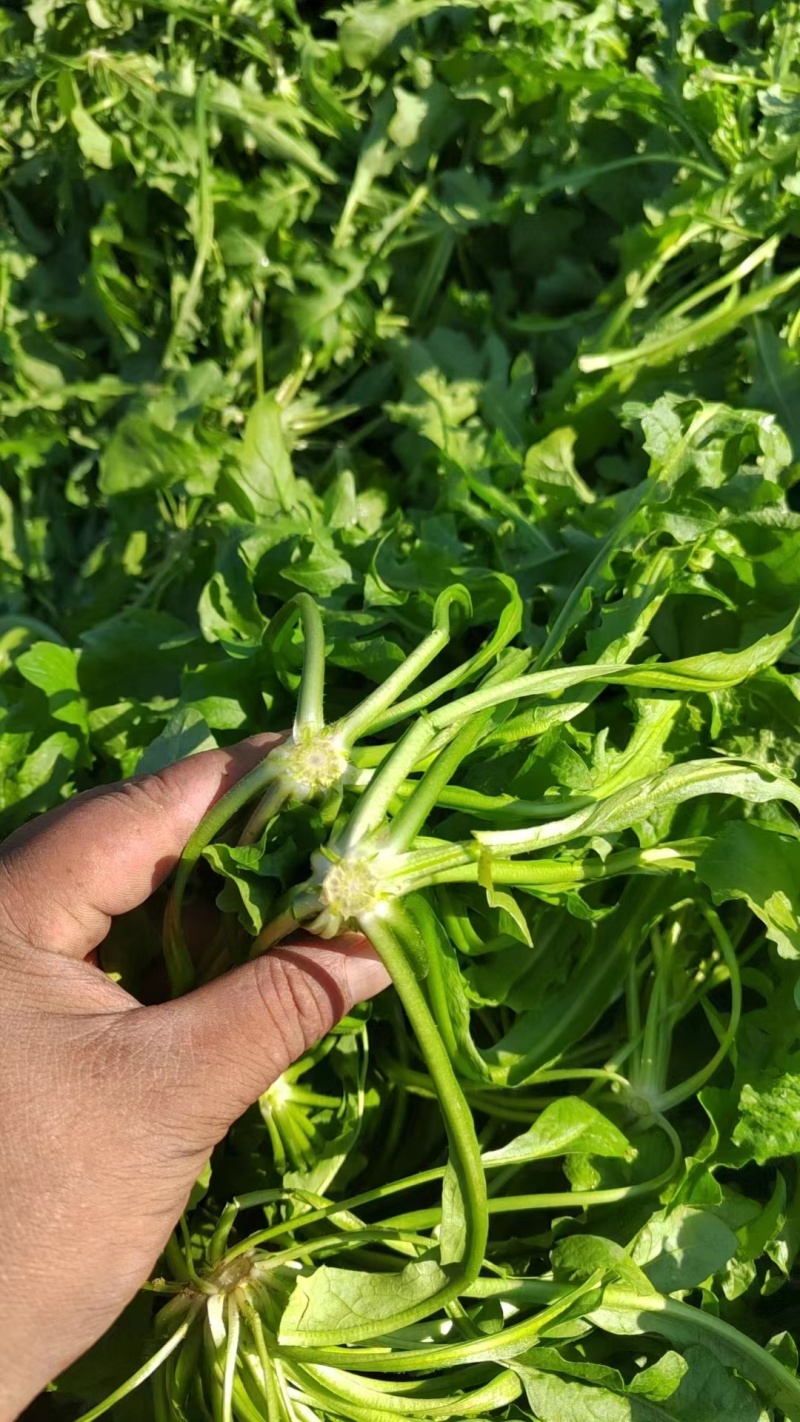 新鲜荠荠菜，田间地头现挖现发，价格美丽，，，，