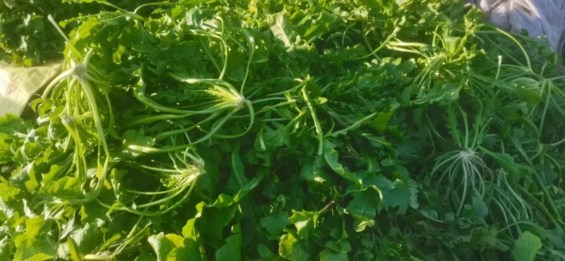 新鲜荠荠菜，田间地头现挖现发，价格美丽，，，，