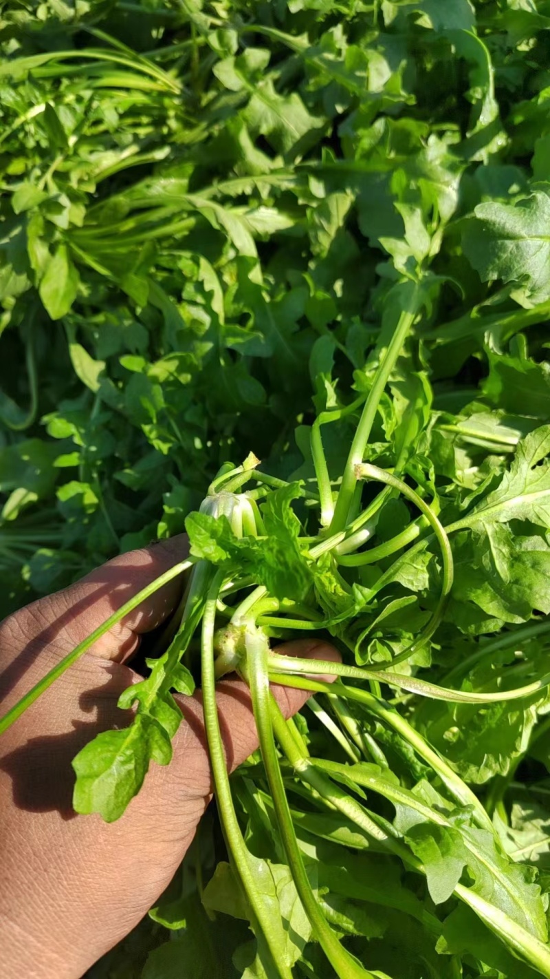 新鲜荠荠菜，田间地头现挖现发，价格美丽，，，，