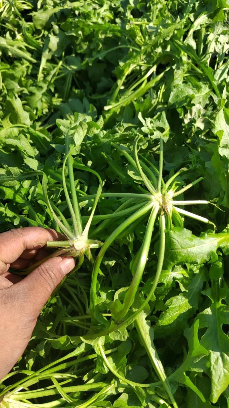 新鲜荠荠菜，田间地头现挖现发，价格美丽，，，，