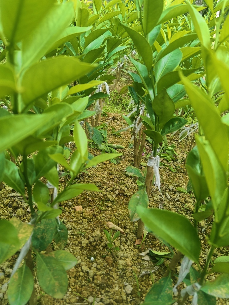 新会柑苗，四会柑苗