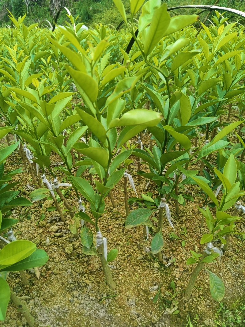 新会柑苗，四会柑苗