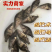 桂花鱼苗，优质鱼苗桂花供应鳜鱼苗全程提供养殖技术桂鱼苗