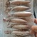 海兔，全籽海兔，10头，饭店捞汁小海鲜，即食优质海兔