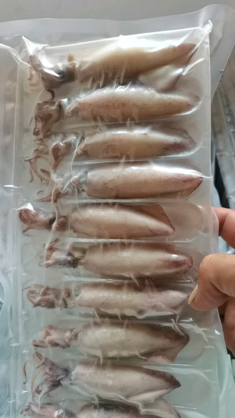 海兔，全籽海兔，10头，饭店捞汁小海鲜，即食优质海兔