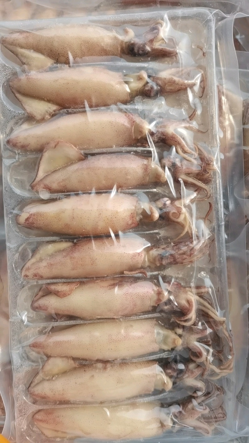 海兔，全籽海兔，10头，饭店捞汁小海鲜，即食优质海兔
