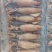 海兔，全籽海兔，10头，饭店捞汁小海鲜，即食优质海兔