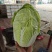 黄心白菜冷库白菜净菜货源充足价格便宜代收代发全国