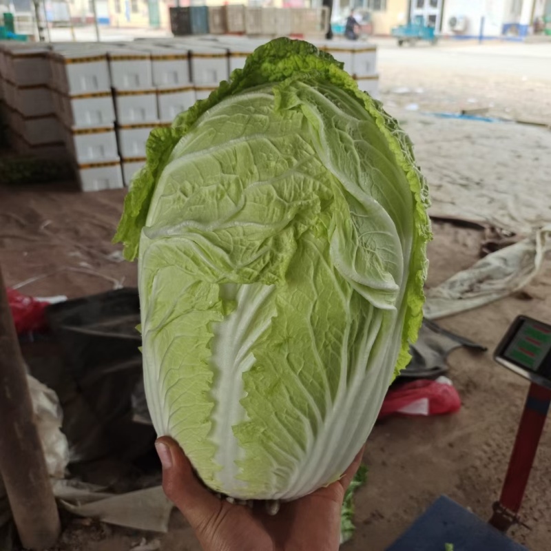 黄心白菜冷库白菜净菜货源充足价格便宜代收代发全国