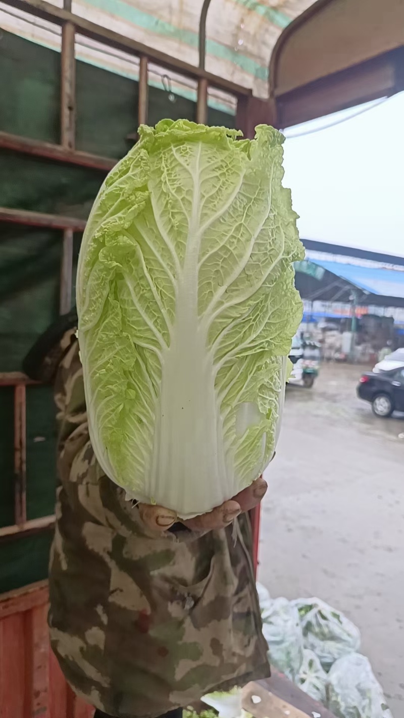 黄心白菜冷库白菜净菜货源充足价格便宜代收代发全国