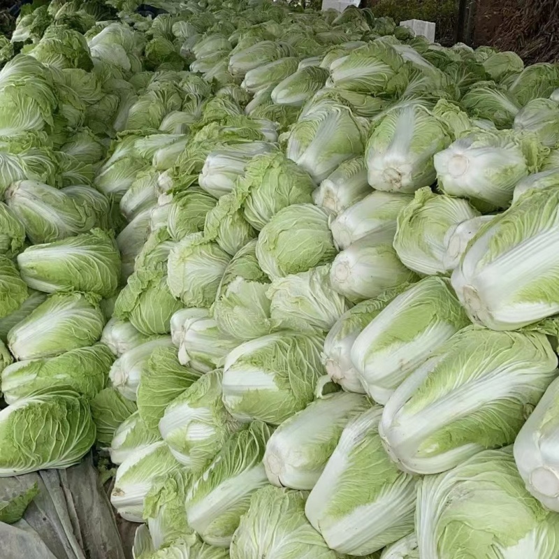 黄心白菜冷库白菜净菜货源充足价格便宜代收代发全国