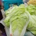 黄心白菜冷库白菜净菜货源充足价格便宜代收代发全国