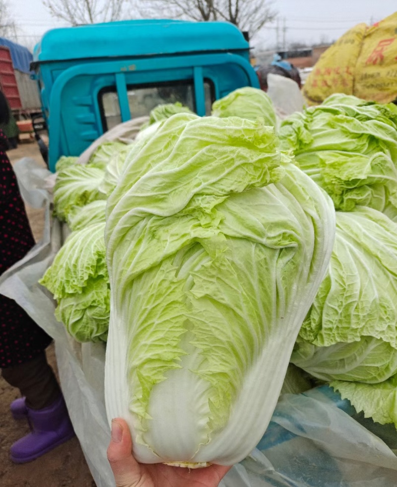 黄心白菜冷库白菜净菜货源充足价格便宜代收代发全国