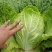 黄心白菜冷库白菜净菜货源充足价格便宜代收代发全国