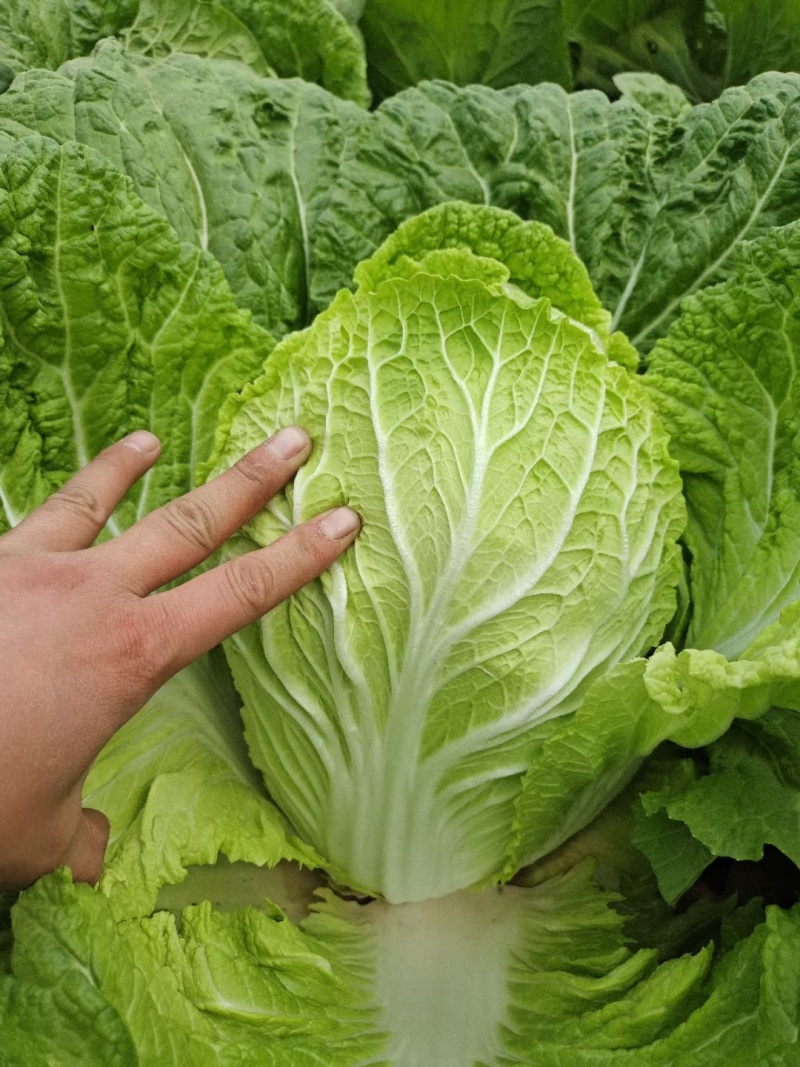黄心白菜冷库白菜净菜货源充足价格便宜代收代发全国