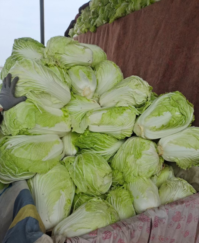 黄心白菜冷库白菜净菜货源充足价格便宜代收代发全国