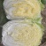 黄心白菜冷库白菜净菜货源充足价格便宜代收代发全国