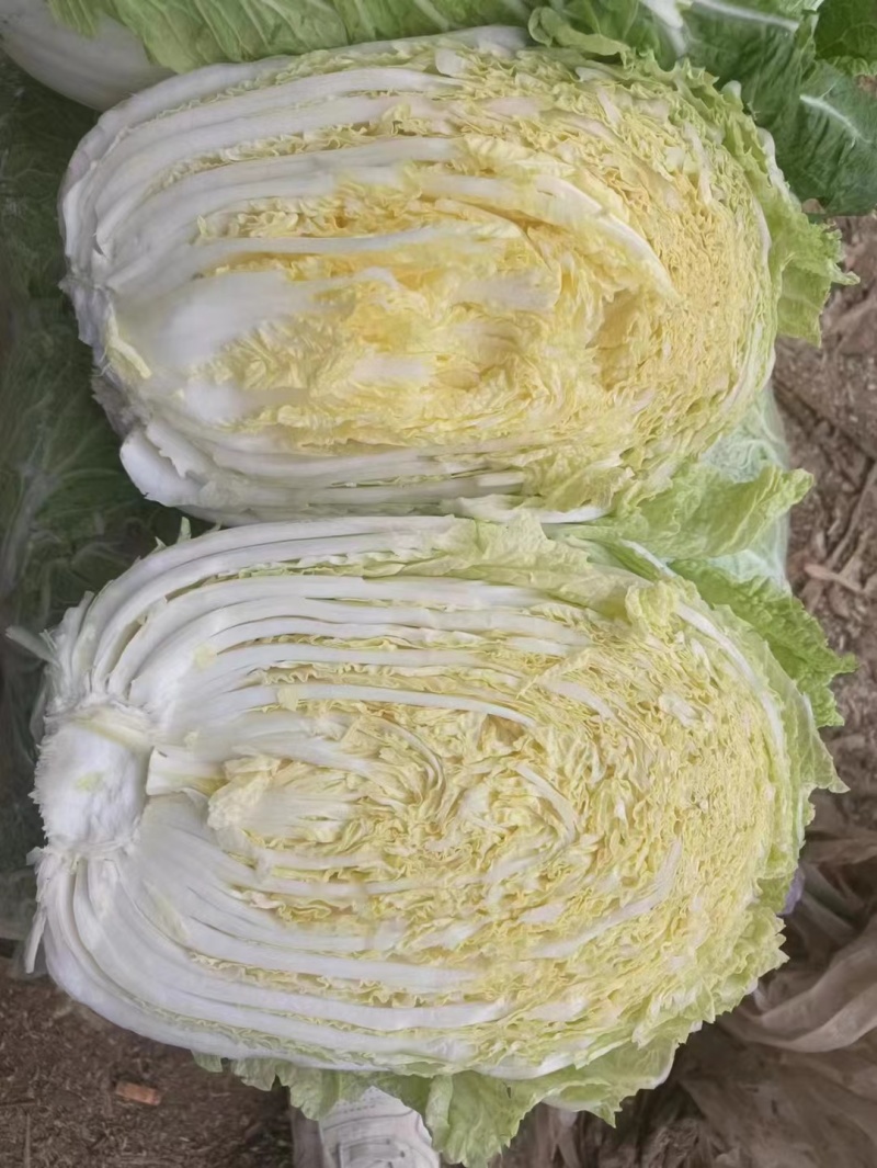 黄心白菜冷库白菜净菜货源充足价格便宜代收代发全国