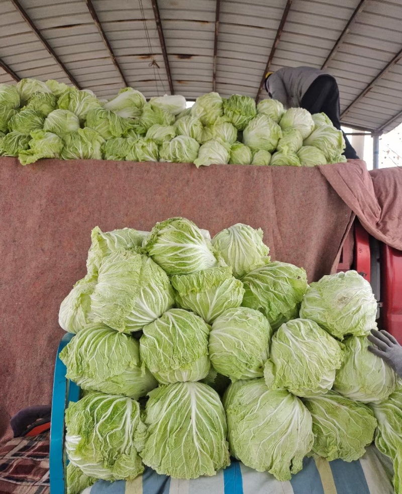 黄心白菜冷库白菜净菜货源充足价格便宜代收代发全国