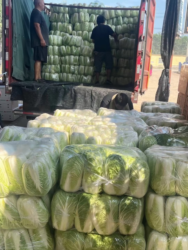 黄心白菜冷库白菜净菜货源充足价格便宜代收代发全国