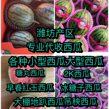 山东小糖丸西瓜，2K西瓜，吊瓜，小吊瓜