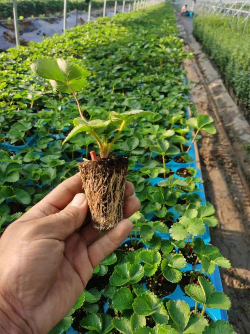 草莓苗脱毒苗裸根苗品种齐全免费提供种植技术