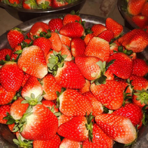 浙江产地直销精品奶油草莓货量充足价格优惠口感甜欢迎咨询