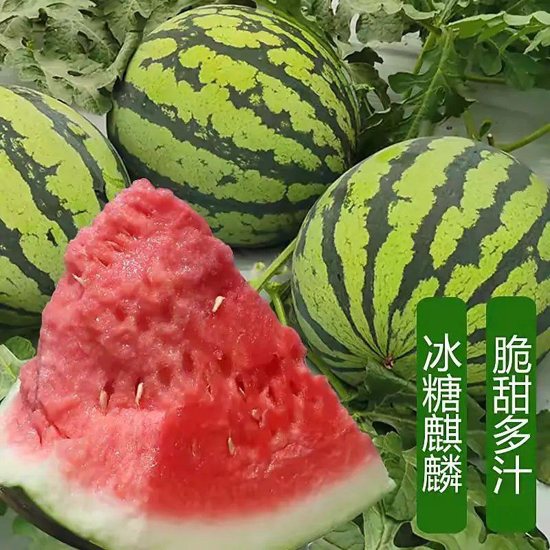 云南西瓜无籽麒麟西瓜本地西瓜无籽脆甜无籽一手货源