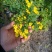 野菊花