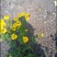 野菊花