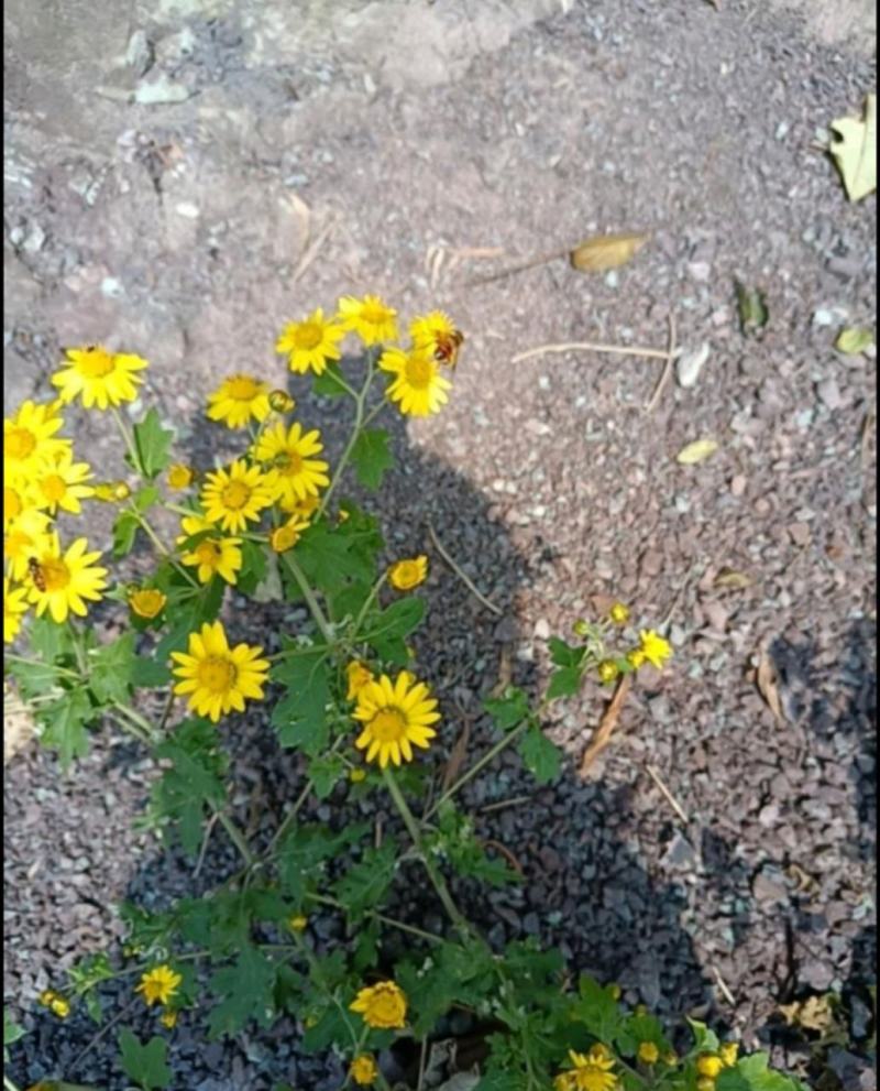 野菊花