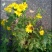 野菊花