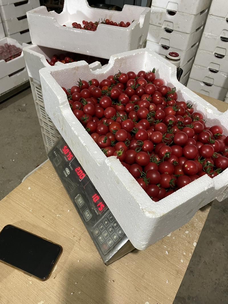 自家大棚种的小番茄。量很大。批发为主。可随时来看。