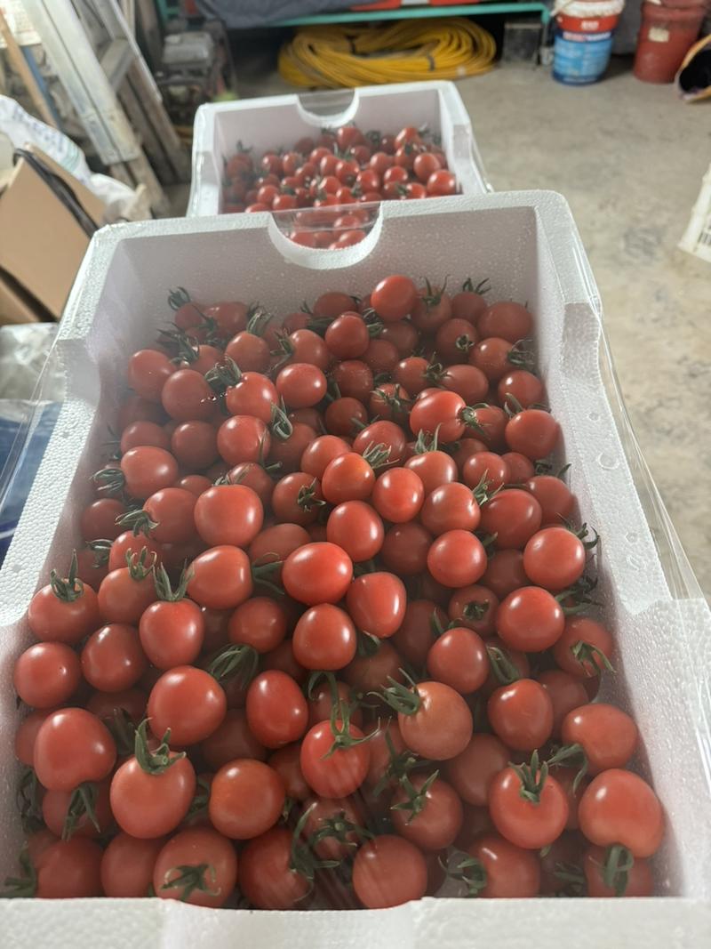 自家大棚种的小番茄。量很大。批发为主。可随时来看。