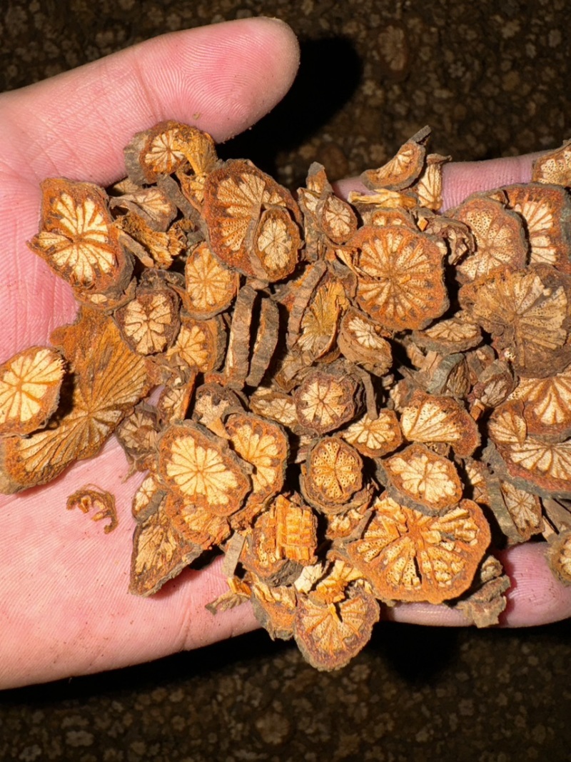 红藤干片