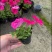 牵牛花