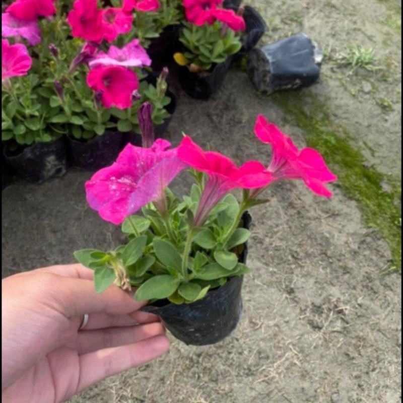 牵牛花