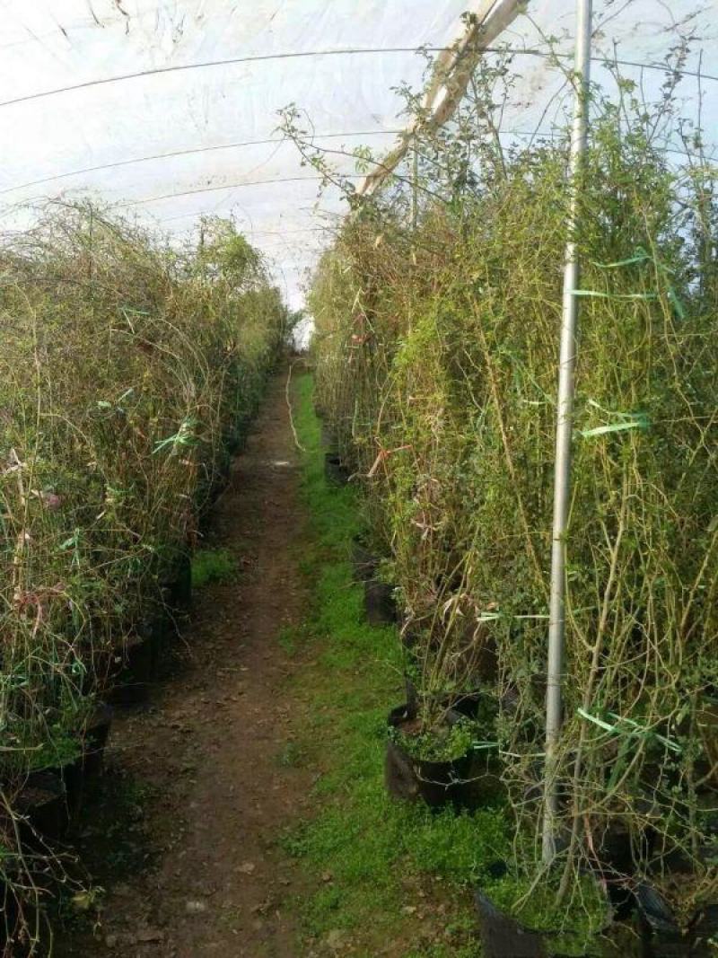 蔷薇花苗