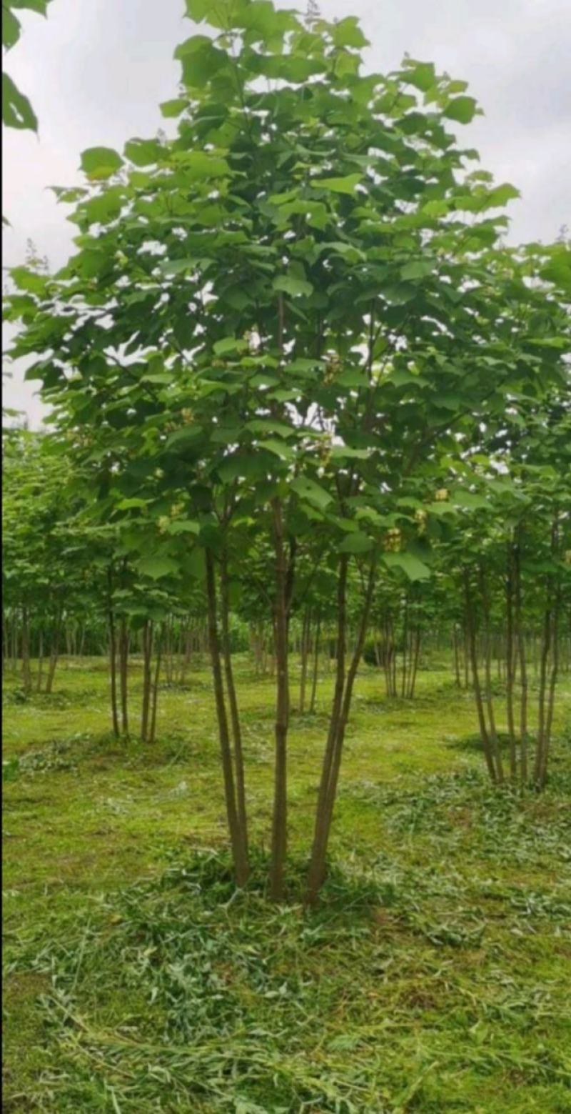 青桐