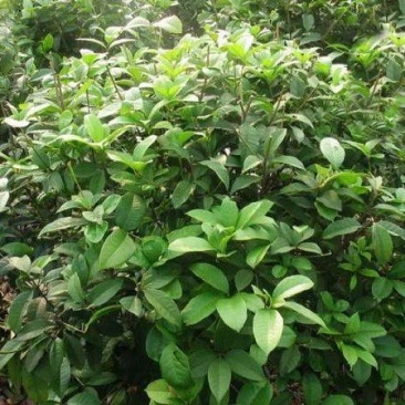 桂花树