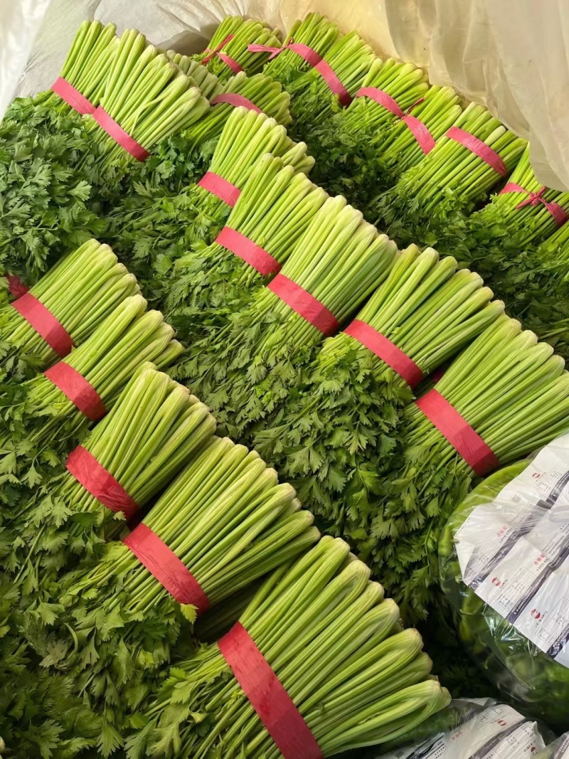 西芹山东大棚芹菜皇后芹菜货源充足代收代发全国