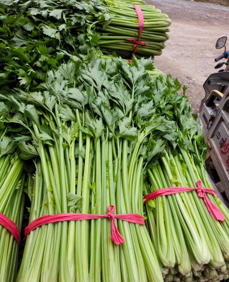 西芹山东大棚芹菜皇后芹菜货源充足代收代发全国