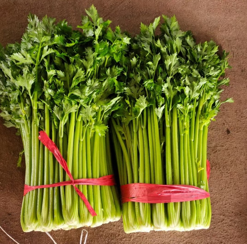 西芹山东大棚芹菜皇后芹菜货源充足代收代发全国
