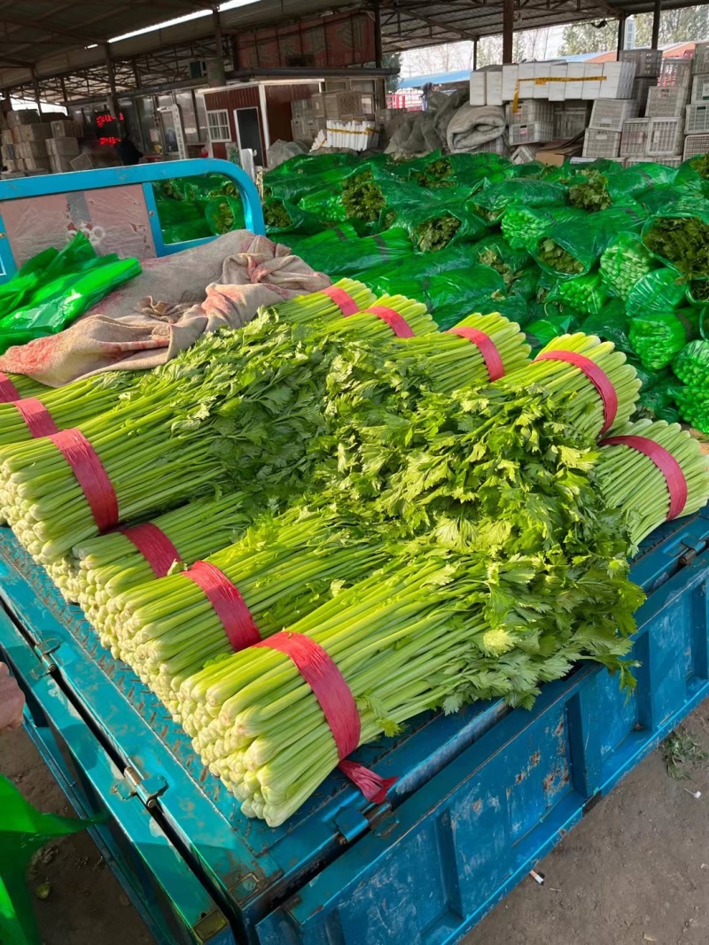 西芹山东大棚芹菜皇后芹菜货源充足代收代发全国